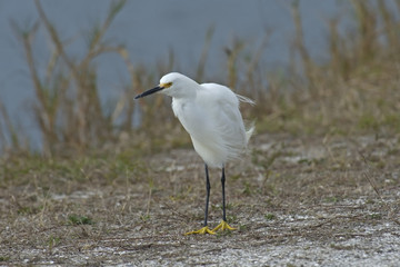 Snowy Egret