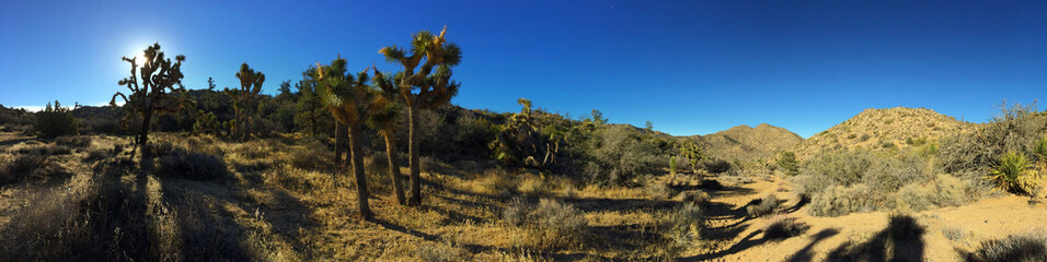 Joshua Tree Panoramic Landscape 