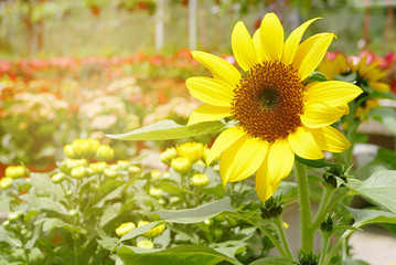 Naklejka premium Sunflowers blooming in a garden.