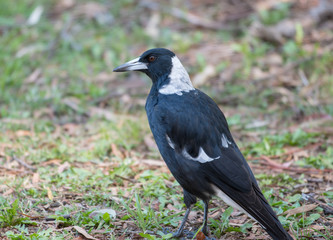 Fototapeta premium Adult Australian magpie standing on the ground looking for food