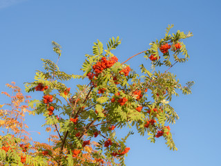 ripe berries in autumn
