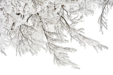 View from below on trees covered with snow.