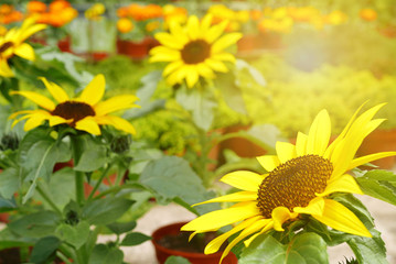 Obraz premium Sunflowers blooming in a garden.
