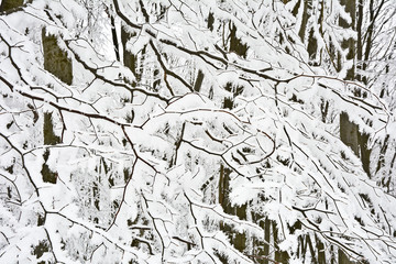 Trees and thickets covered with freshly fallen snow.