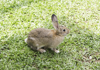 Red rabbit sitting on green glass. Cute bunny rabbits. Happy Easter.