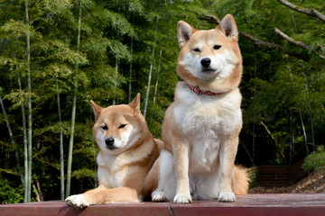 柴犬・竹林