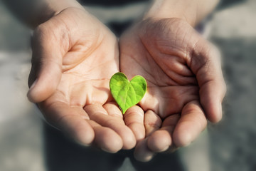 Hand holding Heart Shape Green Leaf,  Earth day concept