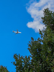 airplane flying over green trees