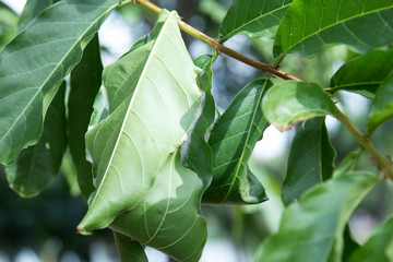 Ants’s nest was using by leafs of the tree.