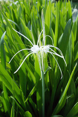 The white lucid flower is strike the eyes with the many green leaves.