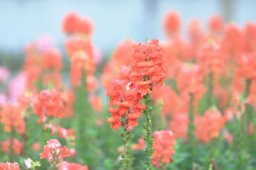 the Antirrhinum majus dragon flower in bloom in garden.