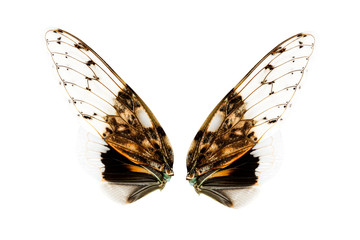 Wings of insect © enterphoto