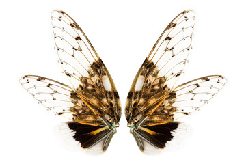 Wings of insect