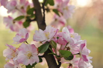 Chinese flowering crab-apple blooming