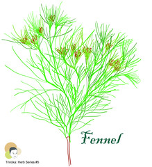 Fennel - Herb