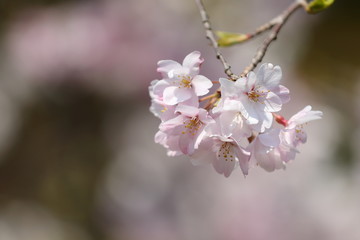しだれ桜