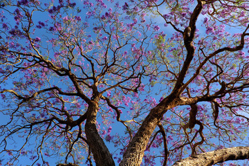 strange shape of  flamboyant tree, violet flower