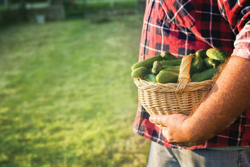 Fototapeta premium Farmer holding basket with fresh, organic cucumbers