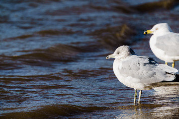 Ring-billed Gull