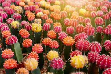 Top view of group of cactus succulent in a pot.