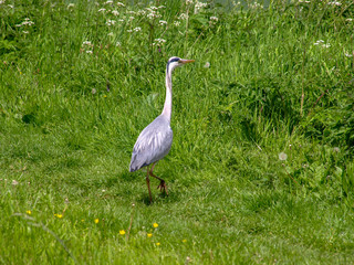 Grey heron stands on the bank of the Shropshire Union Canal in England.