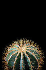 Spiny spherical cactus on black background. Stylish Echinocactus with long yellow needles, thorns. For magazine cover, poster, advertisement.