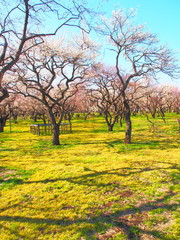 Plum Blossom in Kairakuen Garden, Mito, Japan