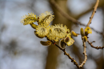 Fototapeta premium Blossoming willow twigs on a Sunny day.