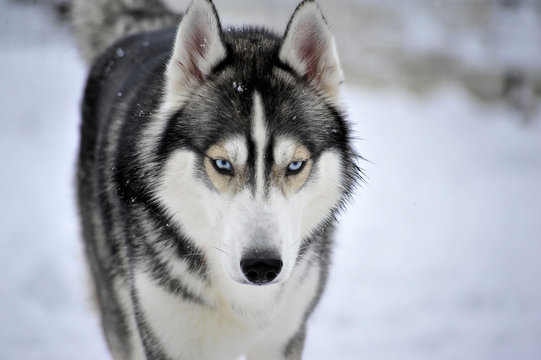 Husky Closeup