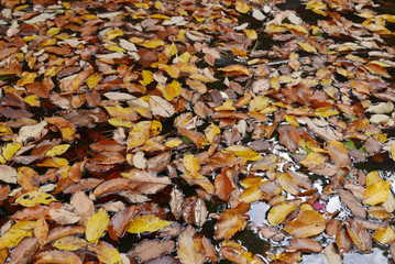 Herbstblätter schwimmen auf Wasseroberfläche