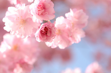 Fototapeta na wymiar 桜の花　青空