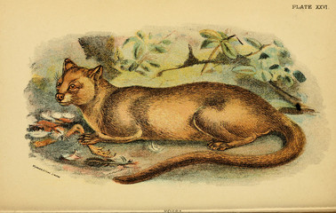 Illustration of predatory cat.