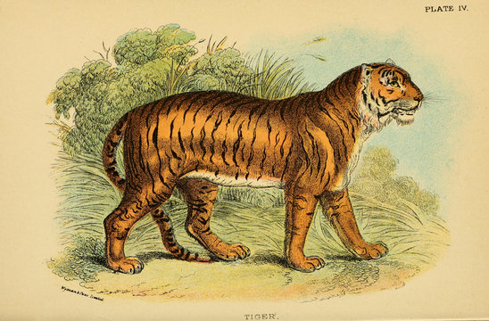 Illustration of predatory cat.