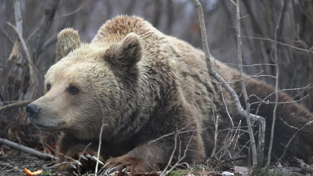 Big brown bear sitting on the ground in the forest and looking around