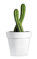 Fresh Look Cactus Plant on White Pot