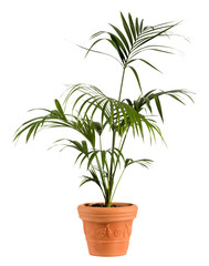Kenzia Palm Plant on Ordinary Brown Pot