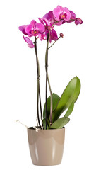 Naklejka na ściany i meble Magenta pink phalaenopsis orchid in a pot
