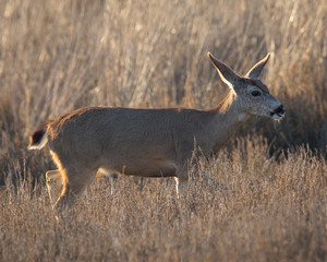 Young black-tailed deer (fawn) showing his tongue, seen in the wild in North California