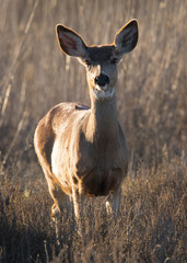 Young black-tailed deer (fawn) , seen in the wild in North California