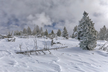 Fallen tree frozen snow landscape with covered trees
