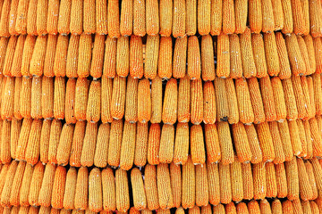 Background of corn on the cob