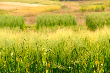 barley in field conversion test at North Thailand,barley for background