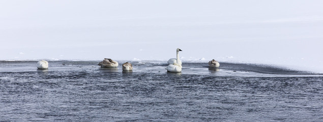 Snow Geese / Swans in Freezing River Bank