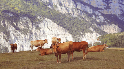 Russia of the Caucasus Alania pasture of cows
