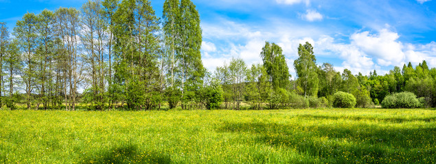 Grass field, green spring landscape of meadow with flowers