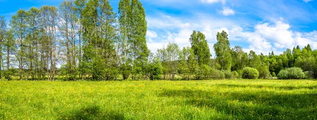 Zelfklevend Fotobehang Grasveld, groen lentelandschap van weide met bloemen © alicja neumiler