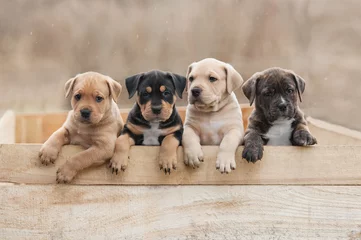 Fotobehang American staffordshire terrier puppies sitting in a box © Rita Kochmarjova