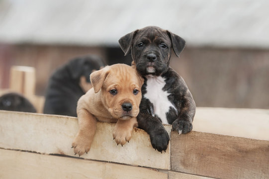 American staffordshire terrier puppies sitting in a box