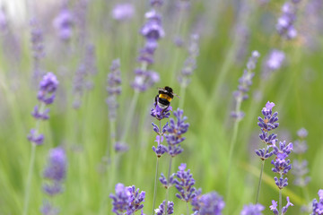 Blue lavender flower (latin name: Lavandula) a bumblebee and vibrant green out of focus background