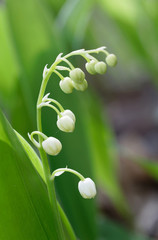 Obraz premium Closeup of Lily of the Valley flower (latin name: Convallaria majalis) during early spring